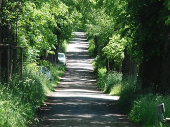 Allee mit parkenden Autos am Rand im hohen Gras